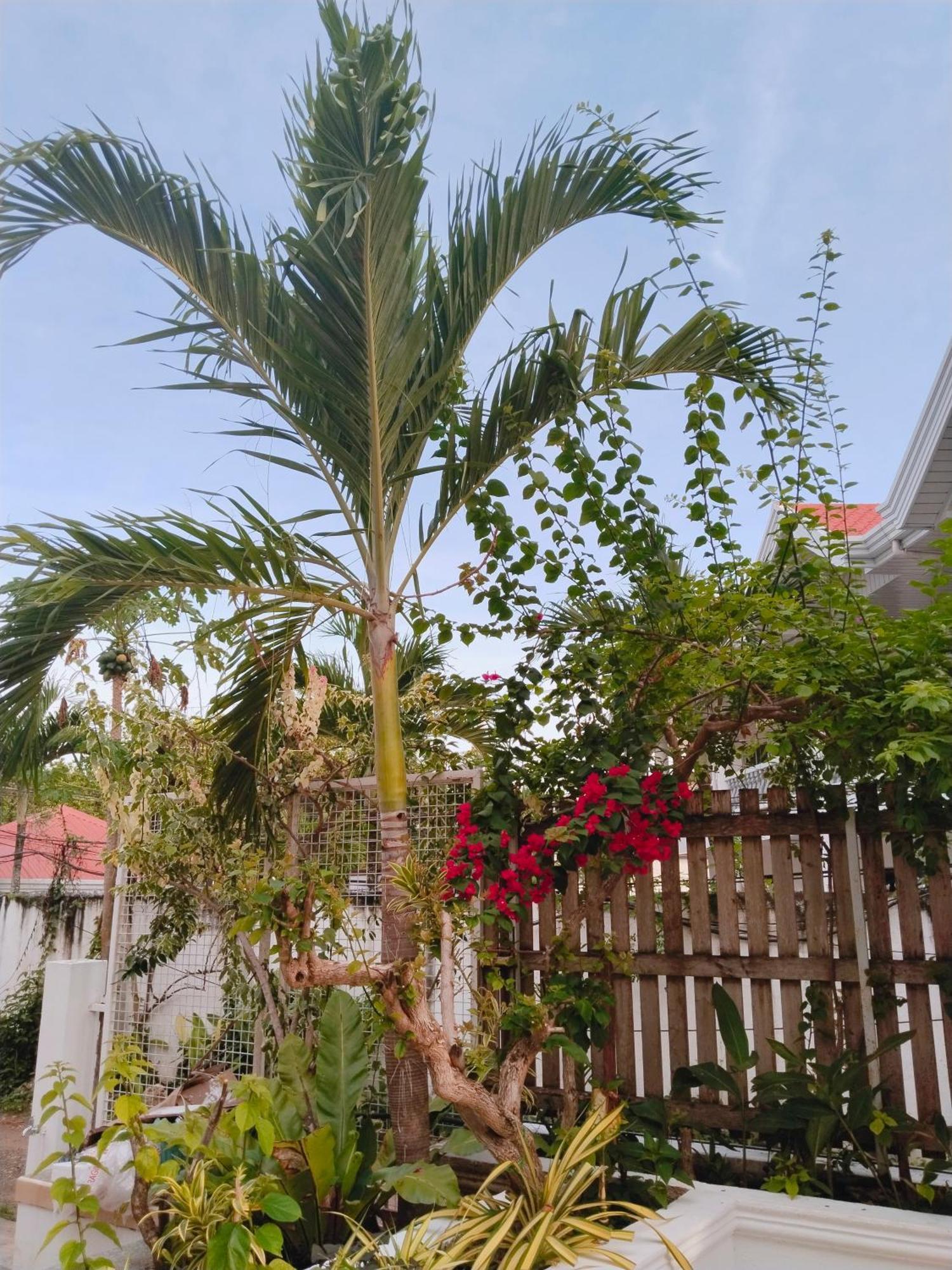 Alona Garden Suites Panglao Bagian luar foto